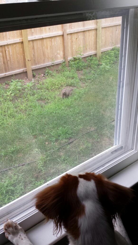 WafflesFritz's tweet image. My enemy is a varmint, and a varmint will never quit, ever. They're like the Viet Cong.....Varmint Cong.