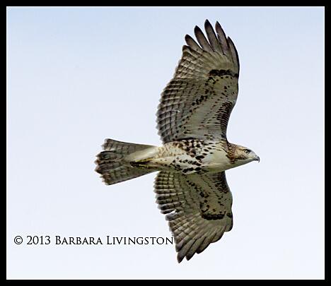 <a href="/RaptorCentre/">Mountsberg</a> a great shot of one of the resident red tails at <a href="/saratogatrack/">Saratoga Racetrack</a> in NY! Thanks <a href="/DRFLivingston/">Barbara D. Livingston</a>!