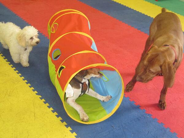 InnDoghouse's tweet photo. Bet they'll never find me in here @InnDoghouse #Waterford #itsadogslife http://t.co/NqjxBcmwKd
