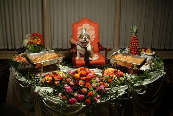 LabradorConan's tweet image. Great idea for next #birthday party (hint hint)...