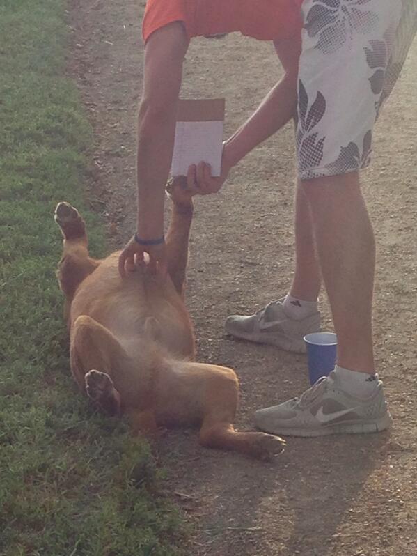DogsofDC tweet media