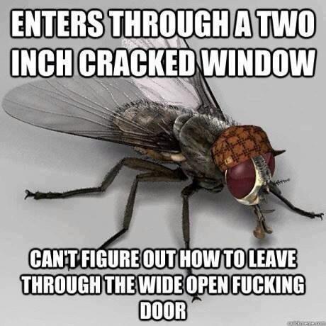 GOT_MEMESS's tweet photo. Damn Flies haha.. http://t.co/ixkUWKx3te