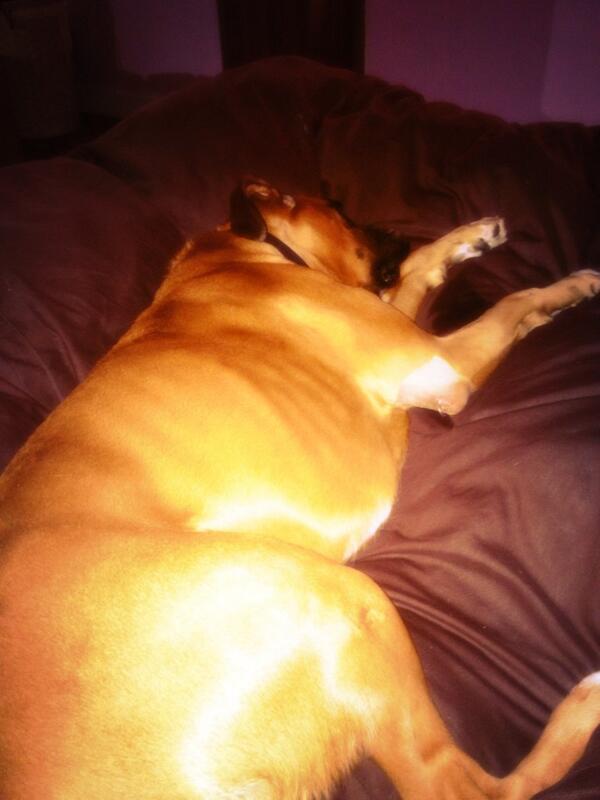 julestoi's tweet photo. My girl post operation. Getting spoilt rotten now #loveher http://t.co/doE2kCks4f