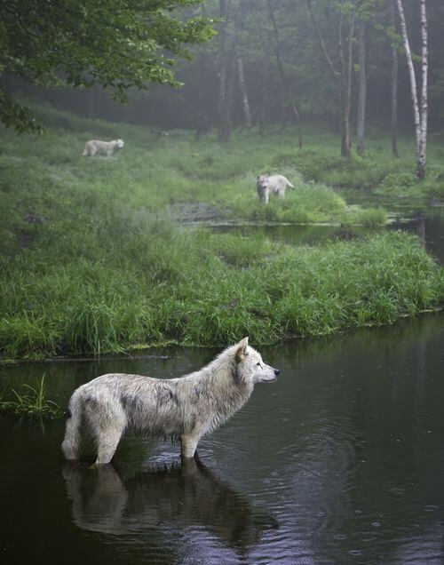 美しい風景 Twitterren ケベック州の森のオオカミ カナダ T Co Zjtfbtpjqz