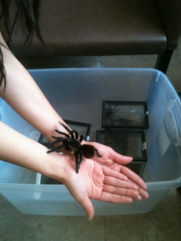 BrbNieves's tweet photo. Ajala ni spiderman próximamente tarantugirl jaha telaraña ! http://t.co/OyBYYzUSPh