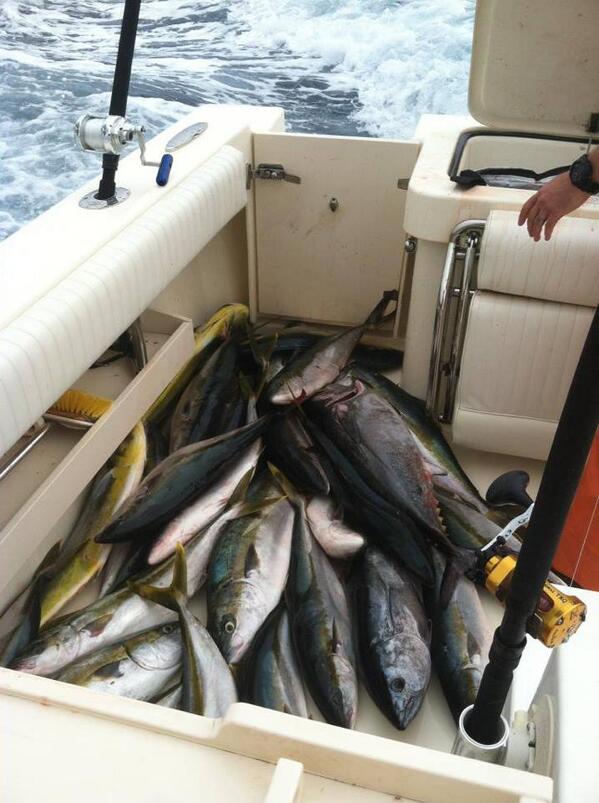 SeasonsFishing's tweet photo. Good fishing for our group yesterday.  Fish count: 23 Yellowtail. 2 Bluefin. 3 Dorado.  http://t.co/64aJjRdaJd http://t.co/1PlLIjcQTr
