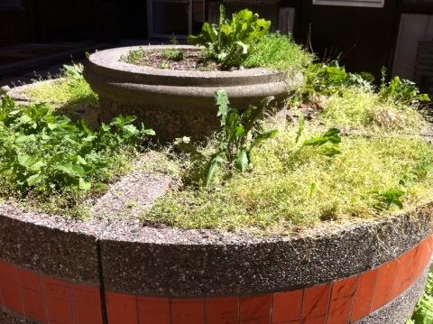 JeanetteAbe's tweet photo. one of the untended planters outside the @OttawaHospital cafeteria http://t.co/ASXGSeSi0U