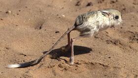 Now I know what type of mouse is Racer and his cousins..Kangoo-mice!They are one of the fastest animals, like him *^*
