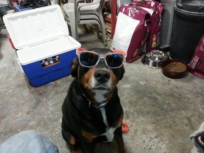 #TGIF #partytime #mydog http://t.co/Nrrw8kiuwW<a href="/tag/tgif"class="tags">#TGIF</a><a href="/tag/partytime"class="tags">#partytime</a><a href="/tag/mydog"class="tags">#mydog</a>