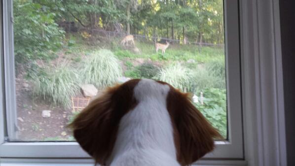 WafflesFritz's tweet image. You have to think about one shot. One shot is what it's all about. A deer's gotta be taken with one shot...MAU! MAU!