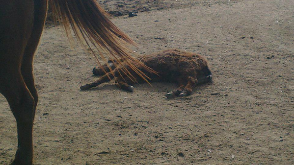 Fer Animalista tweet media