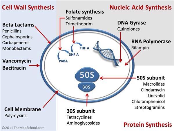 OrthoHub's tweet photo. Antibiotics mechanism of action http://t.co/Lgc2hKYwYN