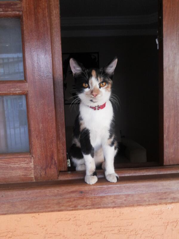 Jeccatatu's tweet photo. Ta me esperando na janela, ai ai ~ http://t.co/AAZpqbOP0c