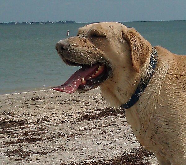 LabradorConan's tweet image. I love beach weather...