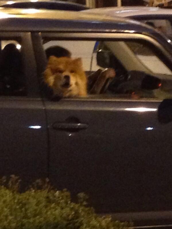 DogsofDC tweet media