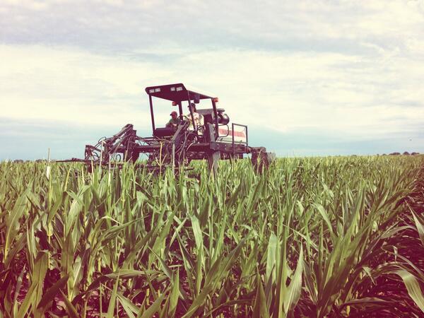 leanprz's tweet photo. #corn flower detasseling http://t.co/NpS2JDC0g8