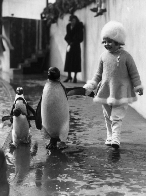 A little girl holds a penguin's flipper as they walk together around the London Zoo. 1937