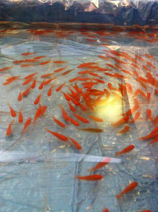 金魚すくいのtwitterイラスト検索結果 古い順