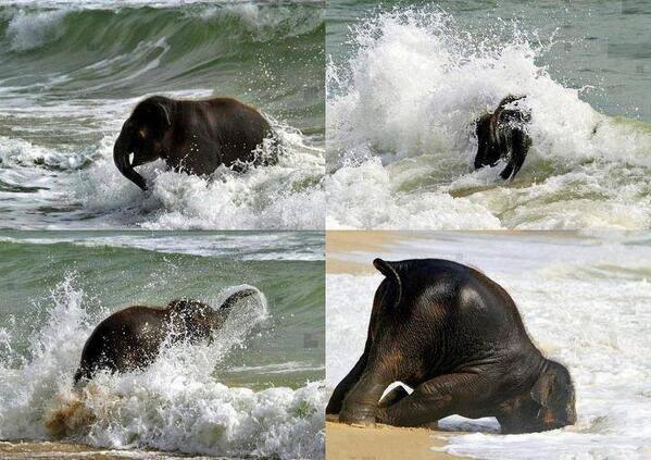 NiftyRuler's tweet photo. When a baby elephant sees the sea for the first time! http://t.co/1rNCVXgQPE