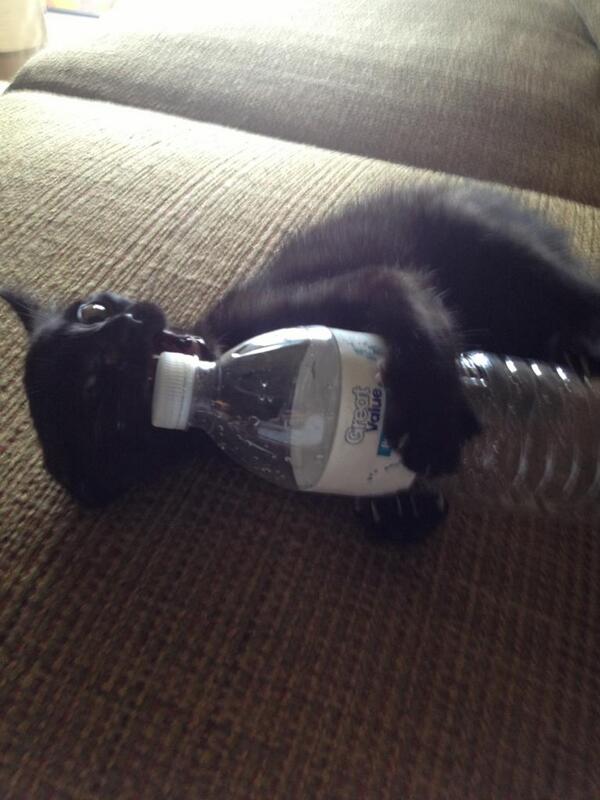 catselfies's tweet photo. Me drinking water http://t.co/xYTx2nQKXv