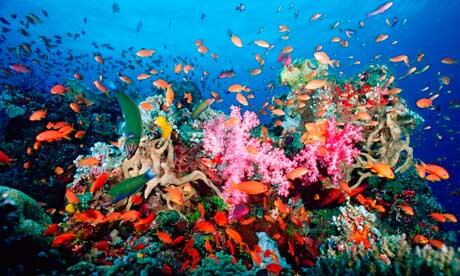 SaveBarrierReef's tweet photo. One Million+ reasons to Save The Great Barrier Reef #SaveTheGreatBarrierReef #SaveTheReef http://t.co/W5Kn0Qlp7G
