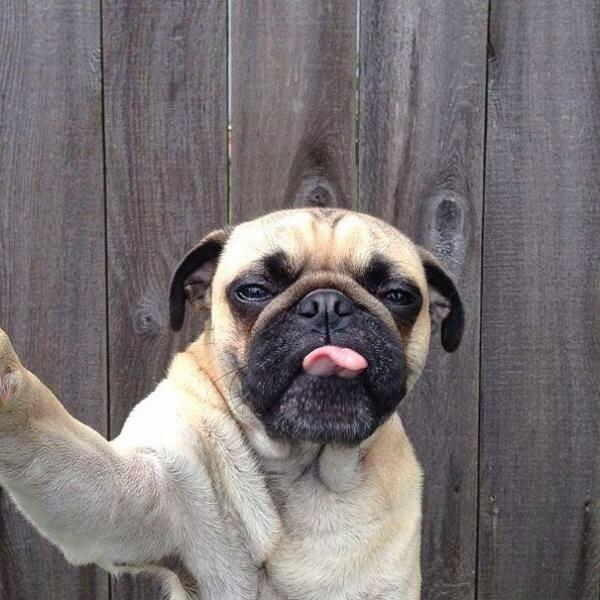 PugsIreland's tweet photo. Pug Self Portrait ;-) http://t.co/as7xy5QUW6