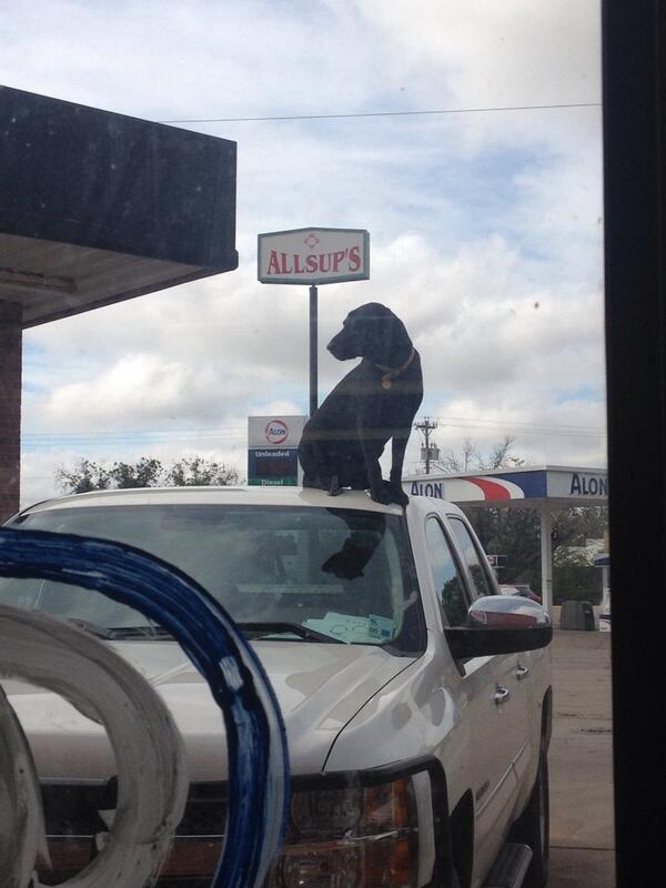 Dang I wanna fried burrito.