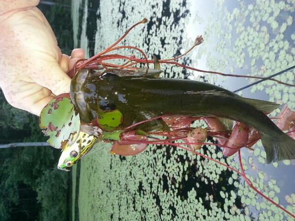 KY_BassAssassin's tweet photo. #bassfishing don't get much better. This one couldn't resist the frog on the lilly pads. The strike was awesome. http://t.co/SEyL2jZ0nk