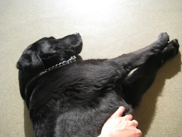 QueueNet's tweet image. 犬は息を吹きかけると嫌がるが、車でどこかに連れていくとき、窓から顔を出したがることに気づいたかい？