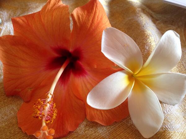 Za_withALOHA's tweet photo. http://t.co/KKS3MW69iF
