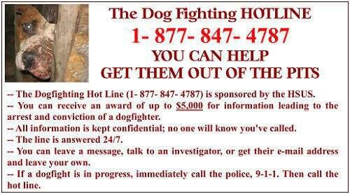lully111's tweet image. Nationwide it's estimated there R 50,000 #DogFighters in USA! 100,000's #DOGS DIE EVERY YEAR! #FIGHTFORTHEDOGS http://t.co/cxSMpmh9PY”