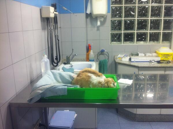 Noche larga en el veterinario.