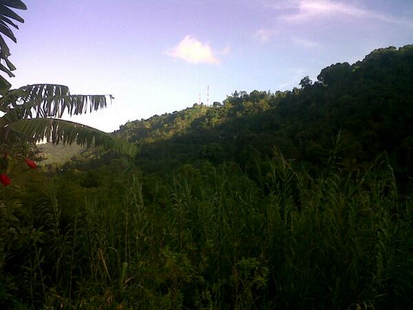 HarmonyToursJa's tweet photo. Cool Cool #BlueMountain. #jamaica http://t.co/aoYxvBYRSS