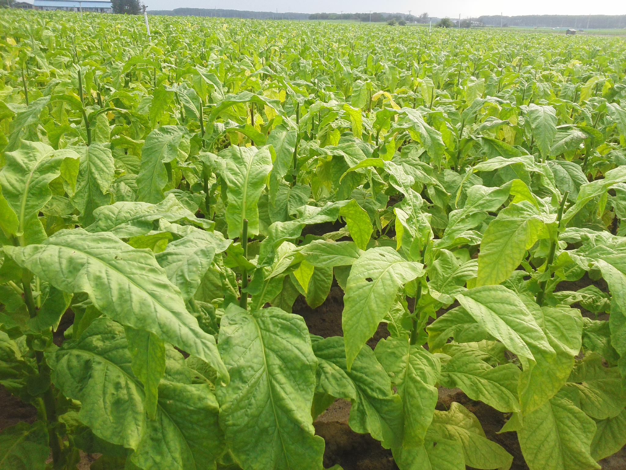 丸山 たかひろ 胎内市議 タバコの葉の収穫が始まっています 胎内市の砂丘畑に栽培されているタバコは 新潟県内でも屈指の生産量です タバコ農家は 日中の暑い時間を避け早朝収穫します その後 乾燥して出荷するのは11月くらいになります 今は日照 丸山 たかひろ 胎内市議 タバコの葉の収穫が始まっています 胎内市の砂丘畑に栽培されているタバコは 新潟県内でも屈指の生産量です タバコ農家は 日中の暑い時間を避け早朝収穫します その後 乾燥して出荷するのは11月くらいになります 今は日照