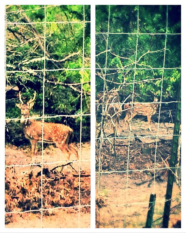 Maskoko's tweet photo. Random coolness of working in south texas, you get to see some exotic deers in someone's ranch :D http://t.co/ivMiLYaItJ