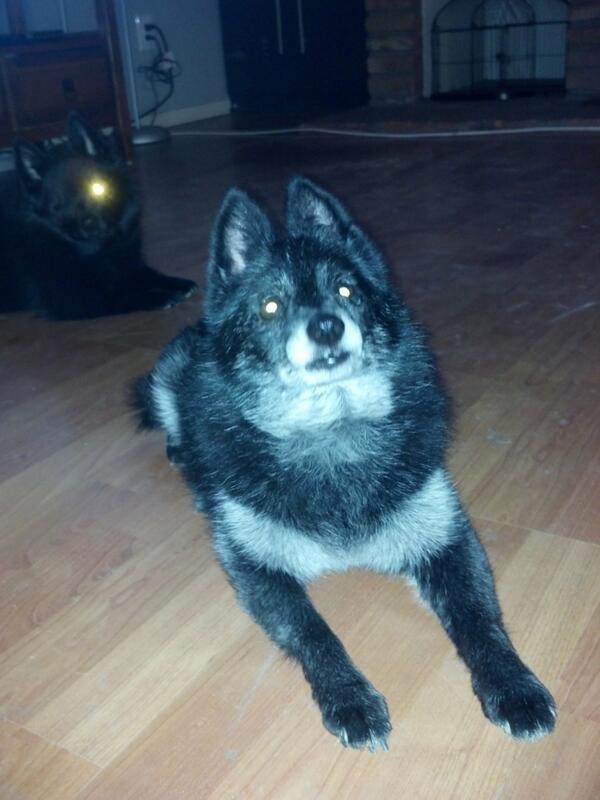 PALSINC's tweet image. In Memory of Chloe #pets #PALS #memorial #rainbowbridge