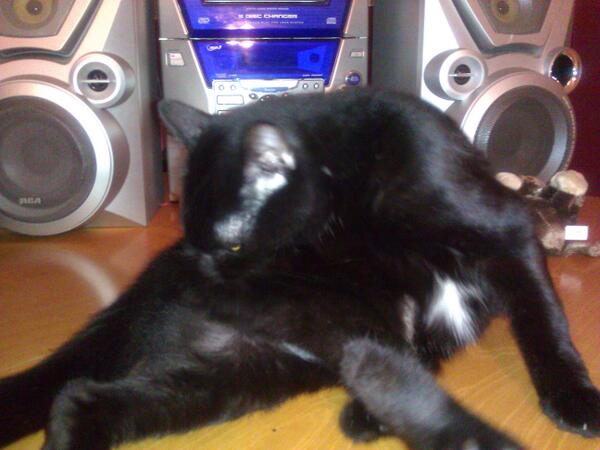 PrestonBakerman's tweet photo. you wish you were as flexible as me. #meow #mantime http://t.co/Uuy5q1hhmV