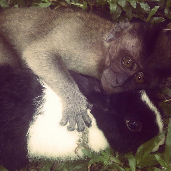 Mesraanyaaa RT <a href="/sweetnyitnyit/">sweetnyitnyit</a>: Ga mau akuh pisah sama <a href="/woluuuu/">Wolu</a>, andai manusia bisa sedamai kita yah pasti asik