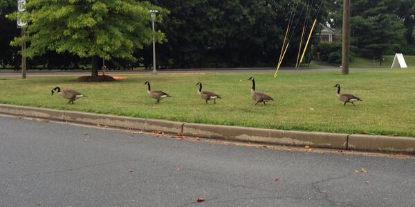 AppletonCarl's tweet photo. Good day for a morning stroll. Not a great day for a bike ride though. :( http://t.co/3lX6rLP55E