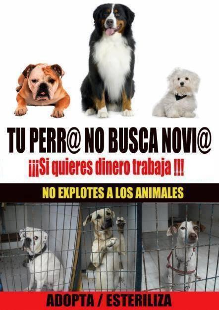 JusticiaAnimal on "Tu perro no busca novia, lo único que es la poca vergüenza has perdido http://t.co/Myf5jmLKYo" / Twitter