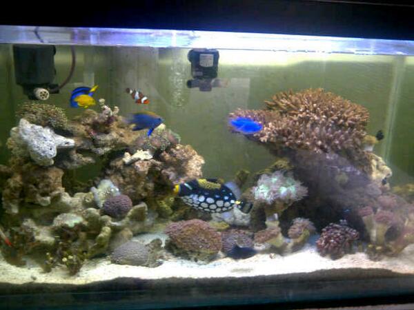 Ikan Hias Laut Ocean Aquarium Twitter