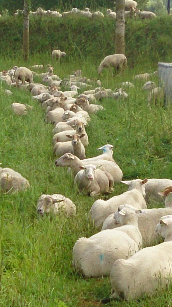 Jo Femia tweet media