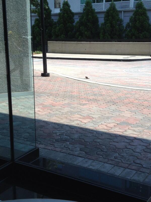 Callie_Ward's tweet photo. Loving my view at lunch. In case you can't tell, that's a dead bird. #yum @JollyEWolly http://t.co/guH3e4k0xM