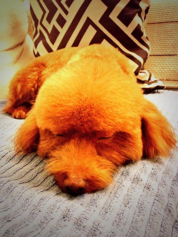 koushichi's tweet photo. お休みなさい@(・●・)@ http://t.co/CQWEWt03XN