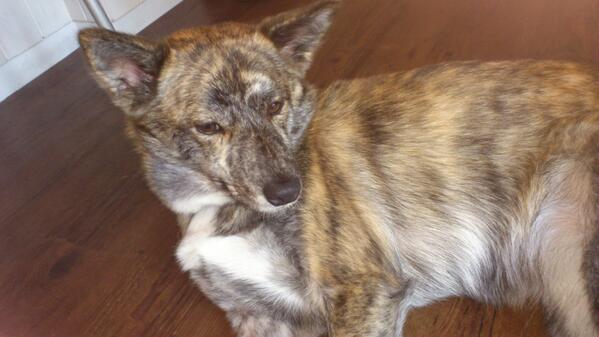 QueueNet's tweet image. 本日、千歳烏山の犬カフェ、もとい「犬のいるカフェ」”ネロ”さんに行ってきました！
可愛い！！