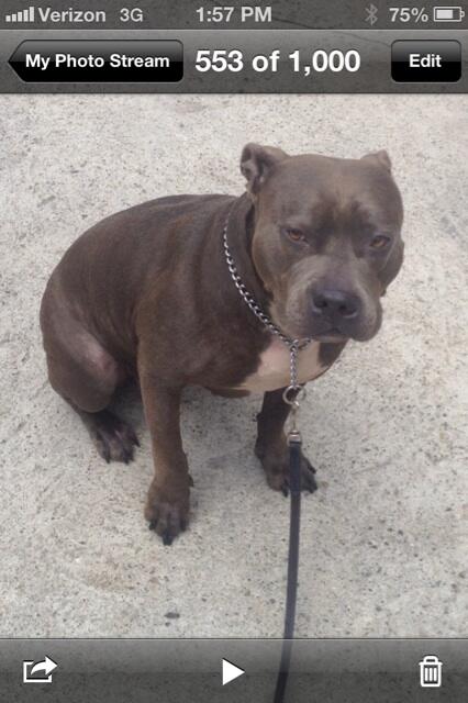 <a href="/Venice311/">Venice 311</a> Lost dog. Please keep an eye out for KEIKO. Last seen at Superba west side of Lincoln.