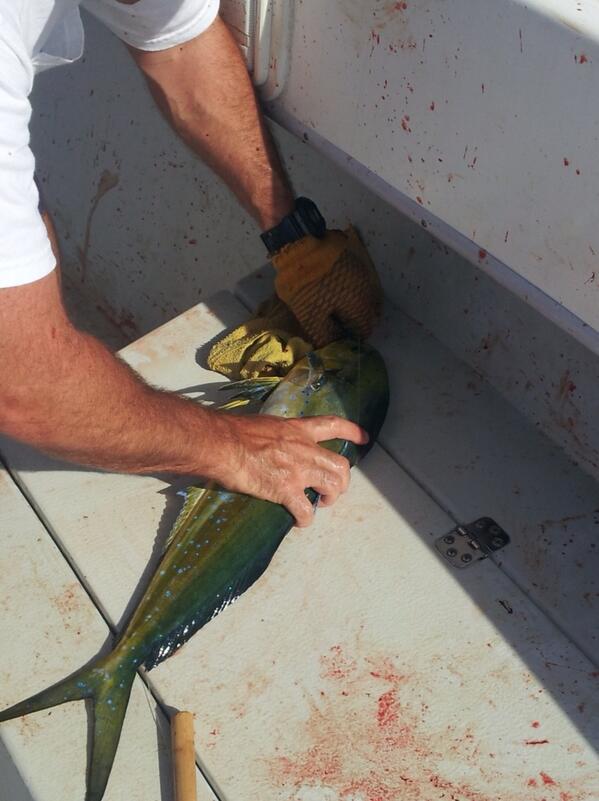 FishTaggingCorp tweet picture