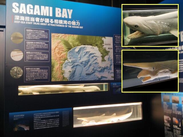 新江ノ島水族館 on X: 