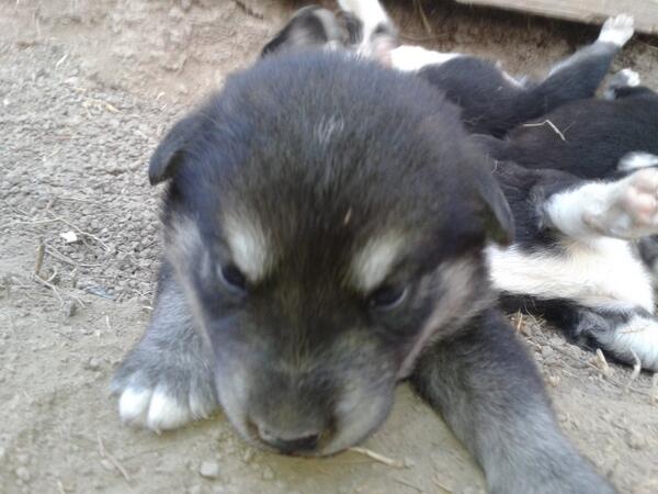 Robert_Pierce_'s tweet photo. Some of her new puppies http://t.co/J2Bcfy2x0I