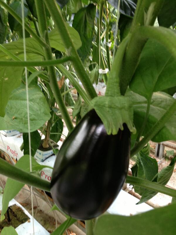 Ray Wowryk tweet media